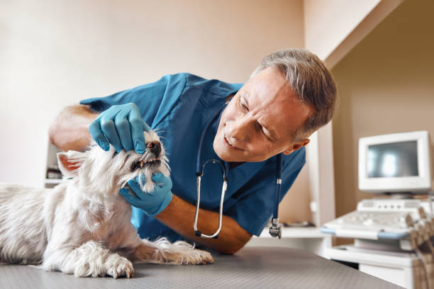 Best Emergency Broken Tooth Repair in Weston, MO